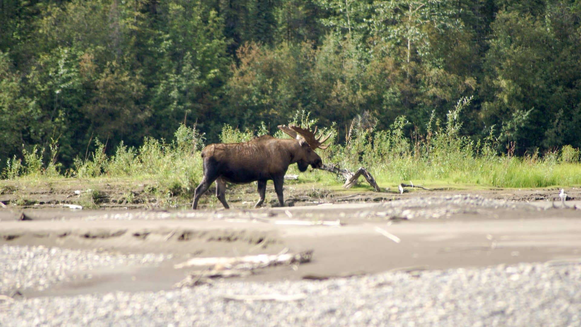Beaver River: Explore Secret Waterways - Moose