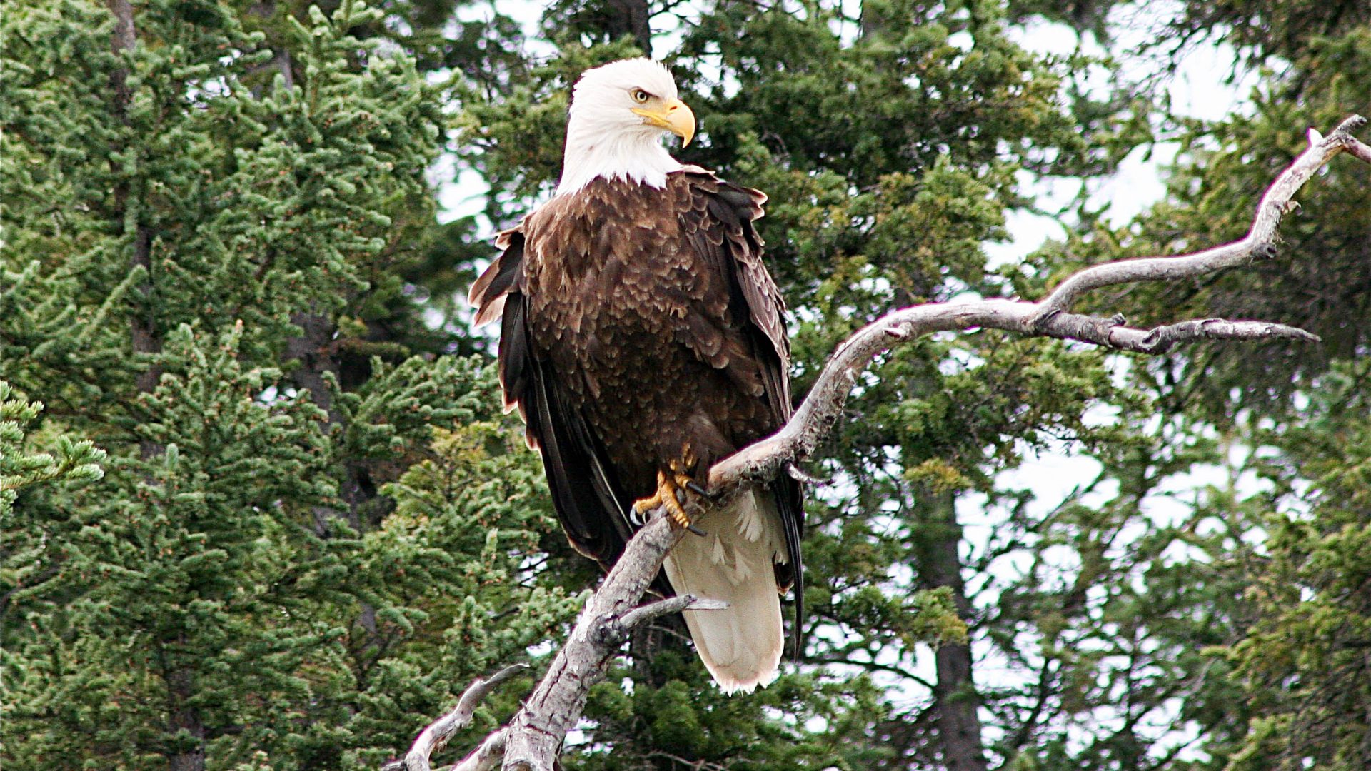 Spirit of the Yukon- Teslin River Canoe trip bolt eagle