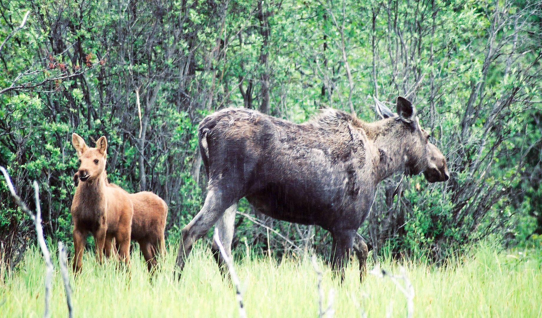 Auf den Spuren Yukons - Teslin River Canoe trip moose