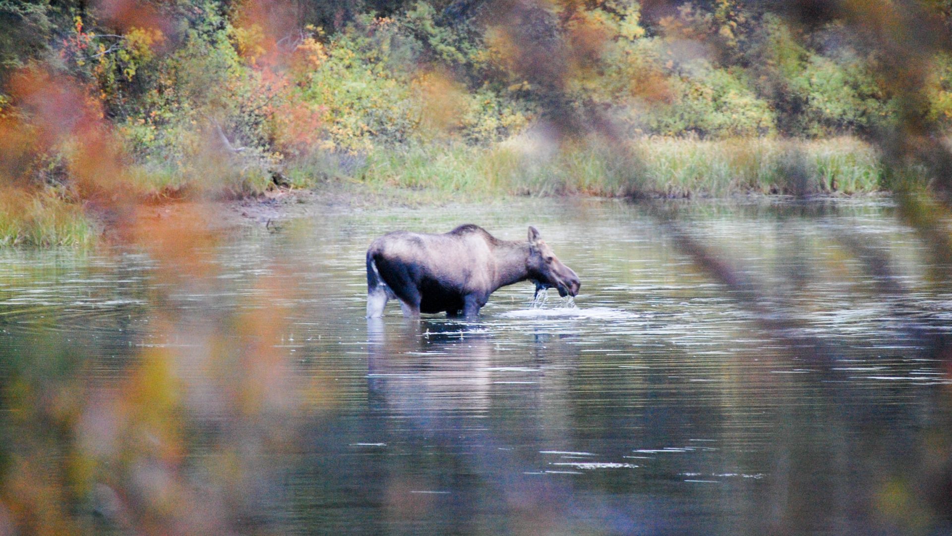 The Klondiker - Big Salmon River - moose