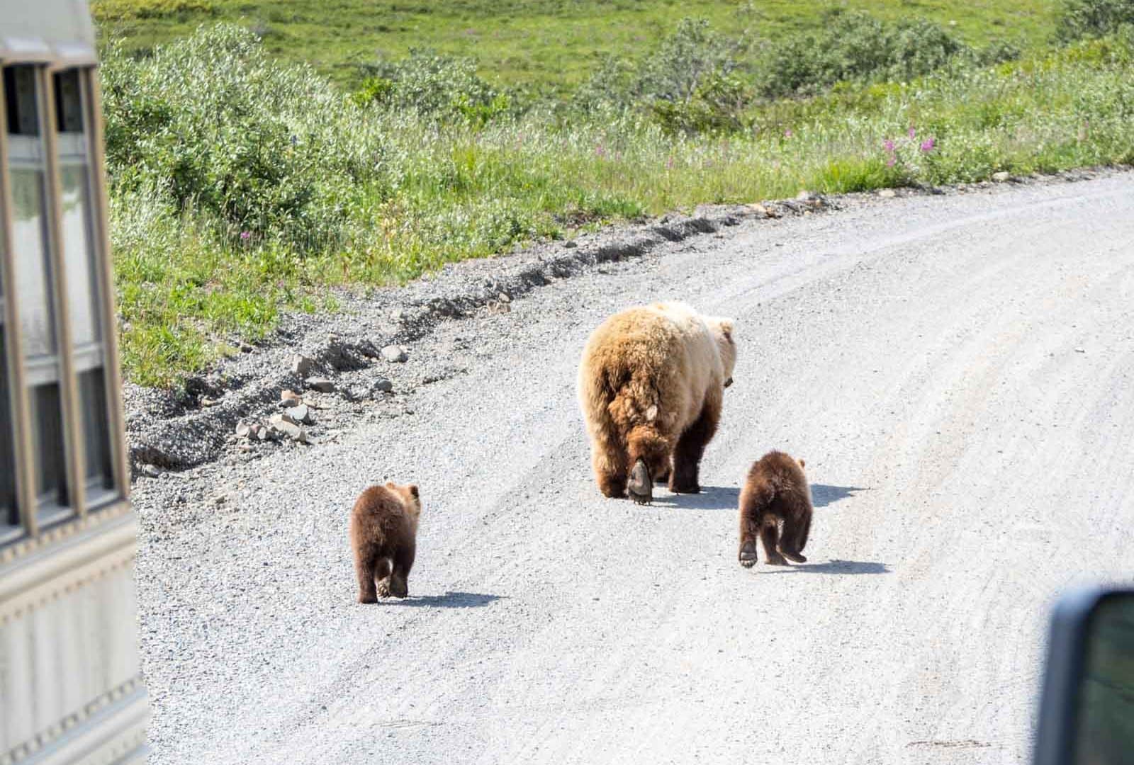 Best Of Yukon & Alaska - Grizzly Bear Family in Denali National Park and Preserve